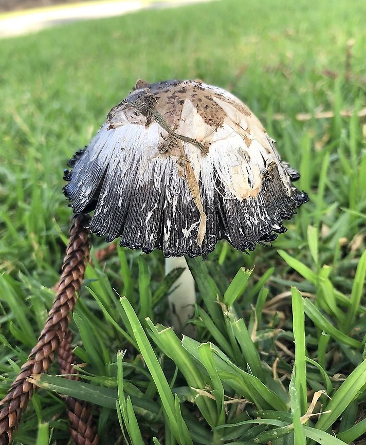 Shaggy ink cap - Coprinus comatus After several month over late spring and summer with almost no rain, now is the time to find fungie <br />
The foreign object is from a Norfolk Island pine tree. Australia,Coprinus comatus,Eamw fungi,Geotagged,Shaggy ink cap