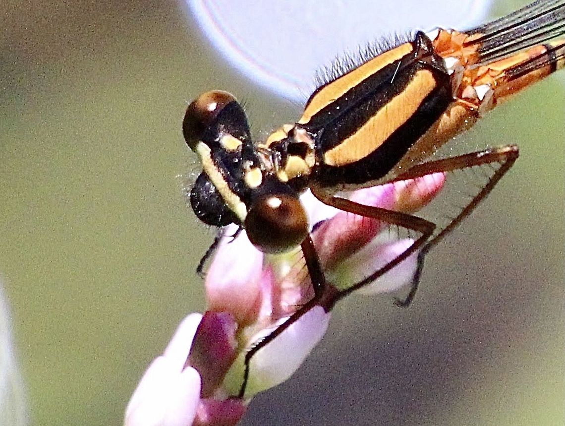 Orange Threadtail - Nososticta solida Close up Australia,Eamw dragonflies,Geotagged,Nososticta solida,Orange Threadtail,Summer