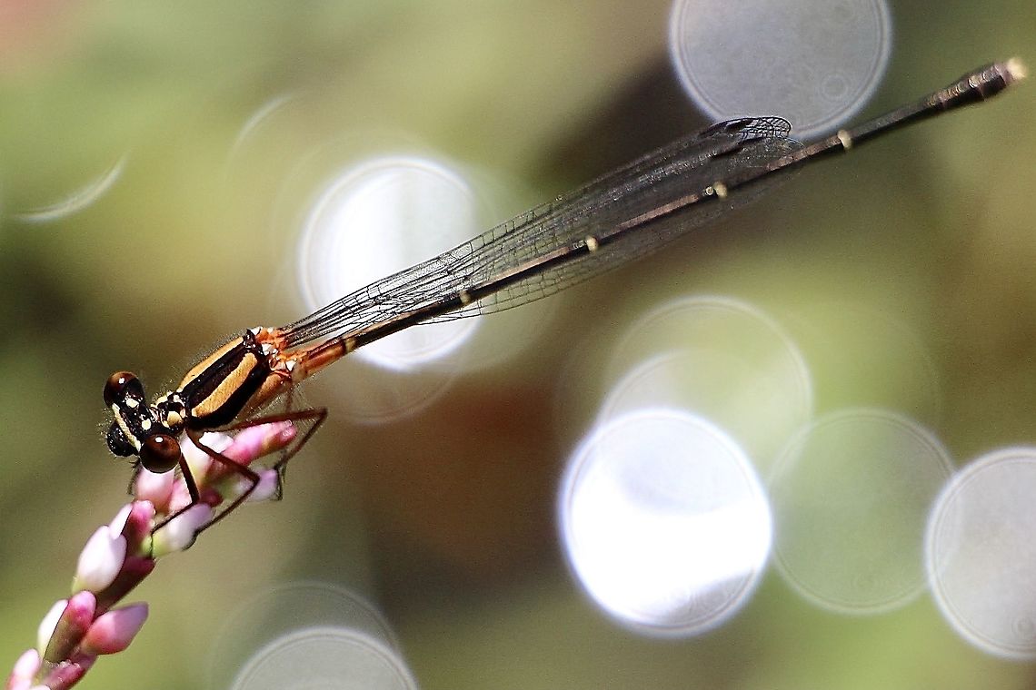 Orange Threadtail - Nososticta solida Sorry about water droplet reflections I think. Australia,Eamw dragonflies,Geotagged,Nososticta solida,Orange Threadtail,Summer