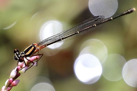 Orange Threadtail - Nososticta solida Sorry about water droplet reflections I think. Australia,Eamw dragonflies,Geotagged,Nososticta solida,Orange Threadtail,Summer