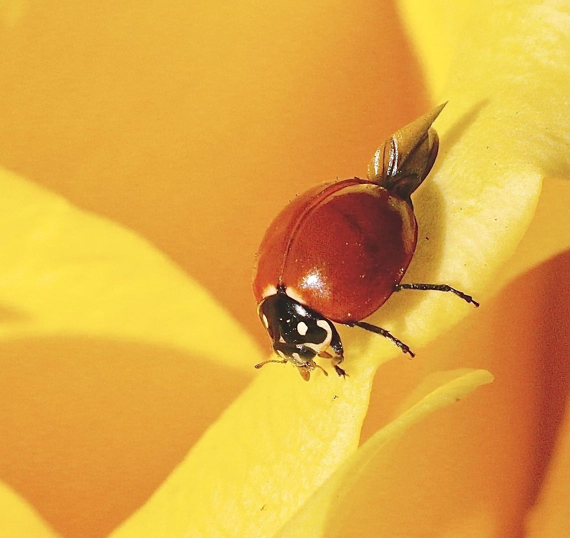 Spotless Ladybird Beetle - Cycloneda sanguinea  Cycloneda sanguinea,Eamw beetles,Eamw ladybird beetles,Fall,Geotagged,Spotless Ladybird Beetle,United States