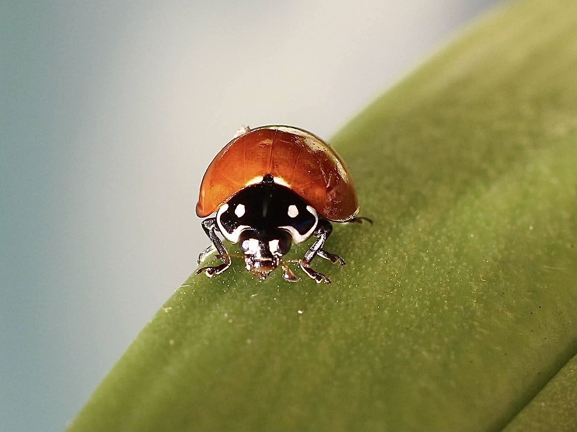 Spotless Ladybird Beetle - Cycloneda sanguinea Frontal view Cycloneda sanguinea,Eamw beetles,Eamw ladybird beetles,Fall,Geotagged,Spotless Ladybird Beetle,United States
