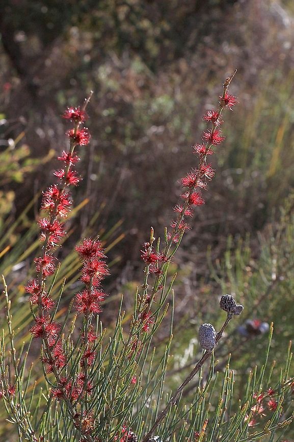 Swamp she-oak - Casuarina glauca  Australia,Casuarina glauca,Casuarina obesa,Eamw flora,Geotagged,Swamp she-oak,Winter