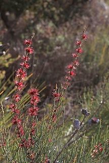 Swamp she-oak - Casuarina glauca  Australia,Casuarina glauca,Casuarina obesa,Eamw flora,Geotagged,Swamp she-oak,Winter