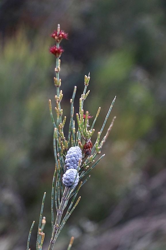 Swamp she-oak - Casuarina glauca  Australia,Casuarina glauca,Casuarina obesa,Eamw flora,Geotagged,Swamp she-oak,Winter