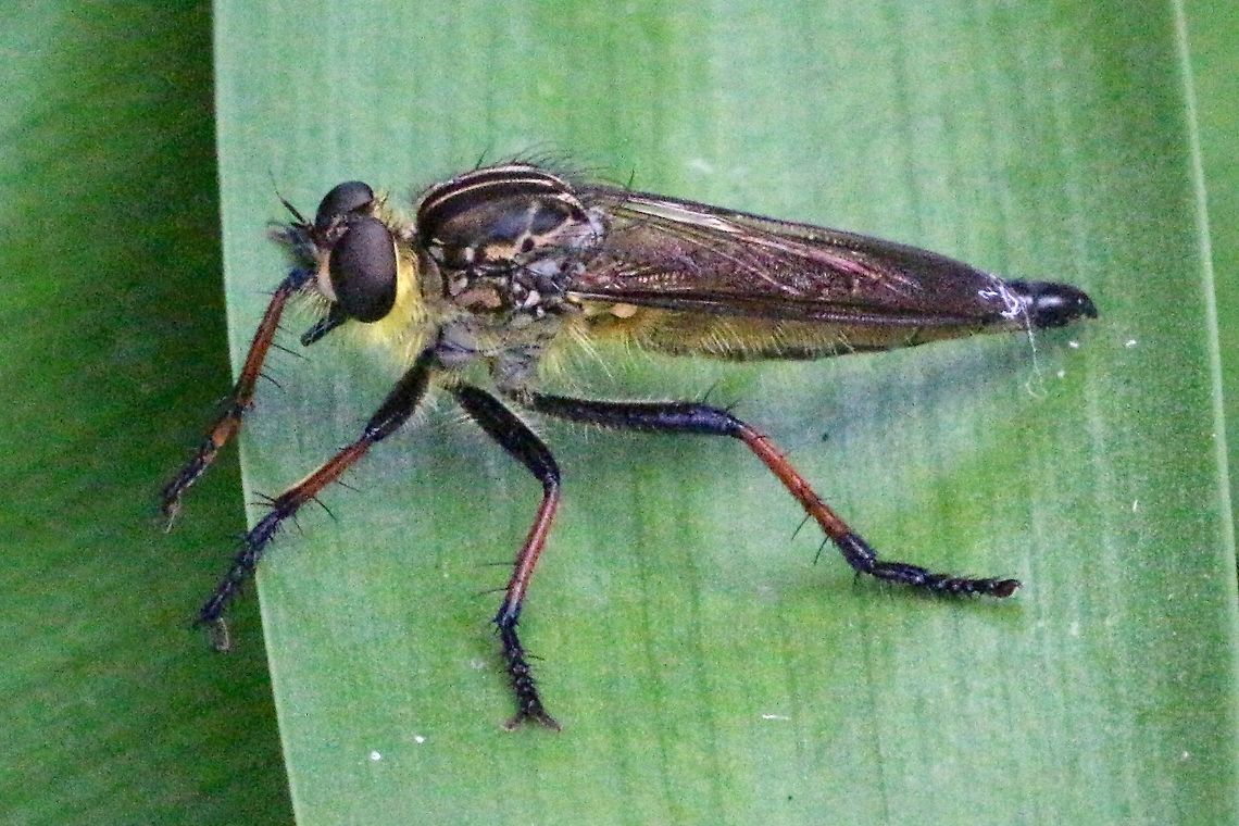 Robber Fly - Zosteria rosevillensis  Australia,Eamw robber flies,Geotagged,Summer,Zosteria rosevillensis