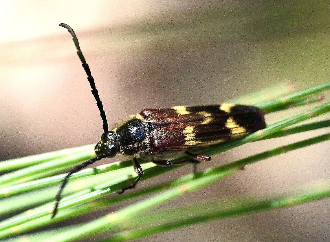 Tragocerus fasciatus Found in NSW on Casuarina tree Australia,Banded Longhorn,Eamw beetles,Geotagged,Summer,Tragocerus fasciatus,Typocerus velutinus,eamw Long Horn beetle
