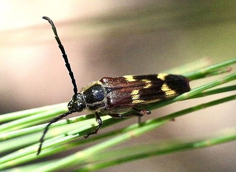 Tragocerus fasciatus Found in NSW on Casuarina tree Australia,Banded Longhorn,Eamw beetles,Geotagged,Summer,Tragocerus fasciatus,Typocerus velutinus,eamw Long Horn beetle