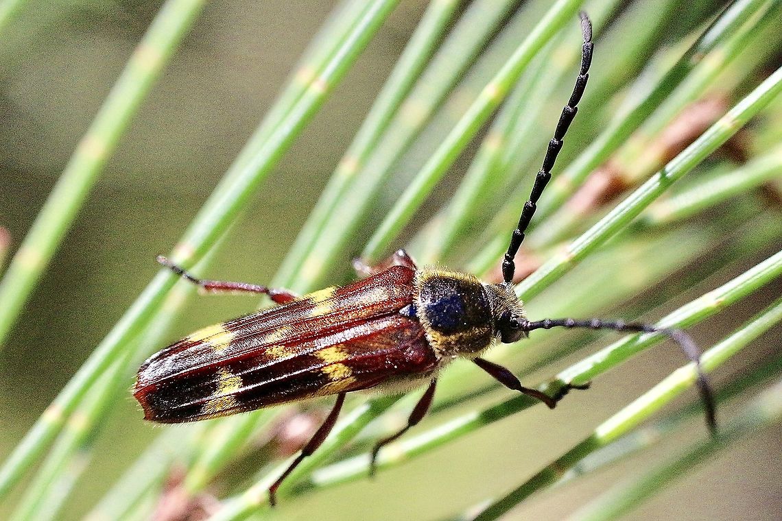 Tragocerus fasciatus  Australia,Banded Longhorn,Eamw beetles,Geotagged,Summer,Tragocerus fasciatus,Typocerus velutinus,eamw Long Horn beetle