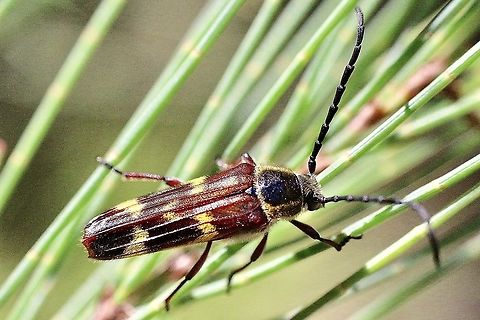 Tragocerus fasciatus  Australia,Banded Longhorn,Eamw beetles,Geotagged,Summer,Tragocerus fasciatus,Typocerus velutinus,eamw Long Horn beetle