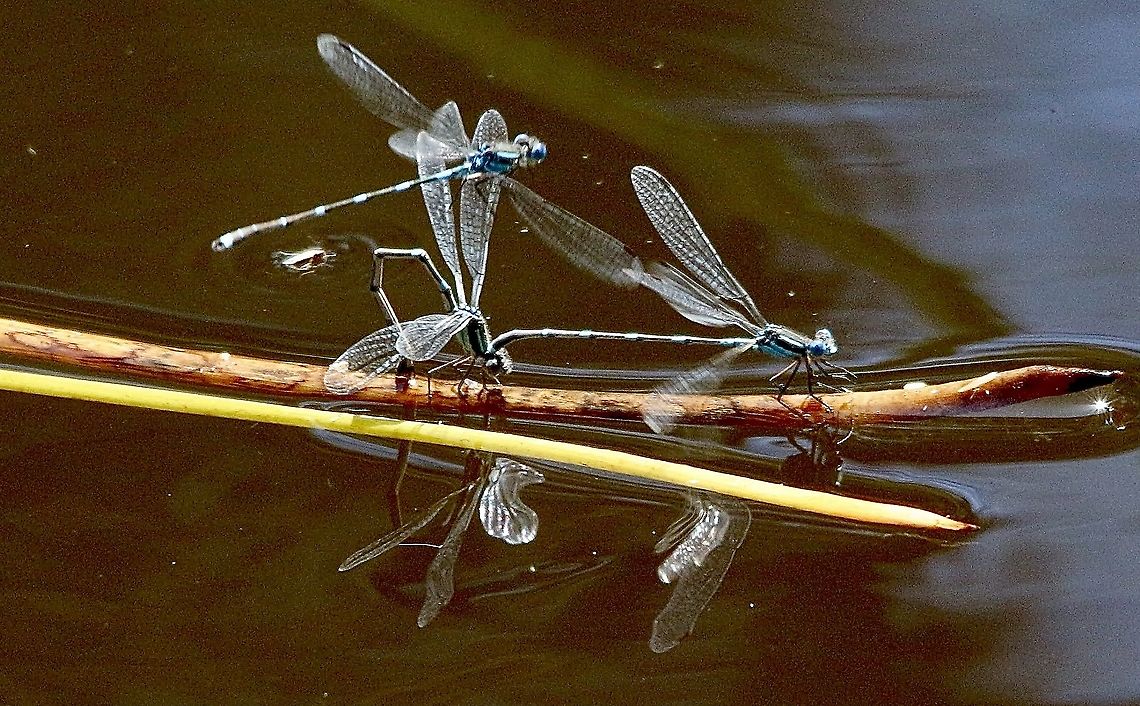 Wandering Ringtail - Austrolestes leda Wandering Ringtail damselflies in a mating frenzy  Australia,Austrolestes leda,Eamw dragonflies,Geotagged,Spring,Wandering Ringtail