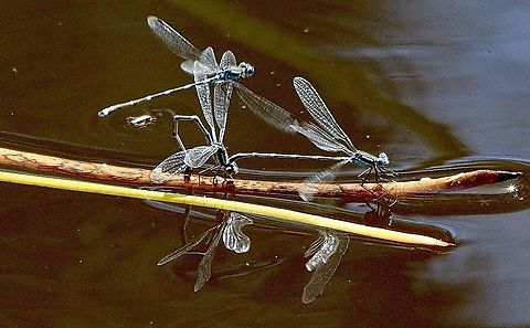 Wandering Ringtail - Austrolestes leda Wandering Ringtail damselflies in a mating frenzy  Australia,Austrolestes leda,Eamw dragonflies,Geotagged,Spring,Wandering Ringtail