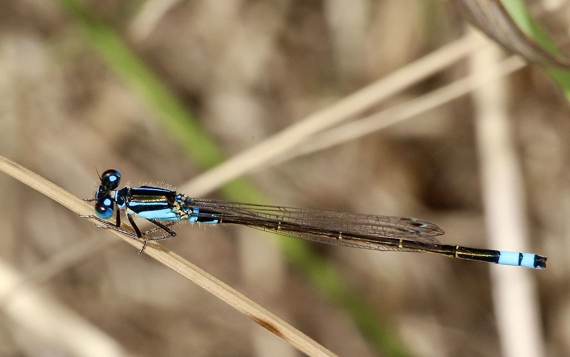 Common blue tail - Ischnurra heterosticta  Aciagrion fragilis,Australia,Blue slim,Eamw dragonflies,Geotagged,Ischnura heterosticta,Spring