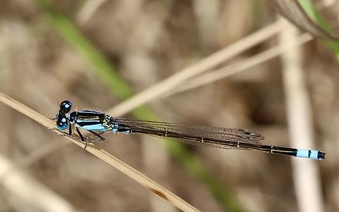 Common blue tail - Ischnurra heterosticta Aciagrion fragilis,Australia,Blue slim,Eamw dragonflies,Geotagged,Ischnura heterosticta,Spring