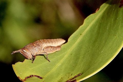 Common Gumleaf Grasshopper - Goniaea australasia Maybe 3rd instar feeding on Acacia Australia,Eamw grasshoppers,Fall,Geotagged,Goniaea australasiae