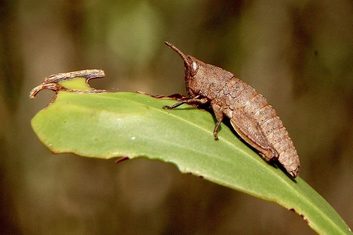 Common Gumleaf Grasshopper - Goniaea australasiae Maybe 3rd instar. Feeding on Acacia Australia,Eamw grasshoppers,Fall,Geotagged,Mount Billy Conservation Park