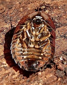 Sand roach ?  Subfamily Perispaerinae . And a look under the bonnet. Australia,Eamw cockroaches,Fall,Geotagged