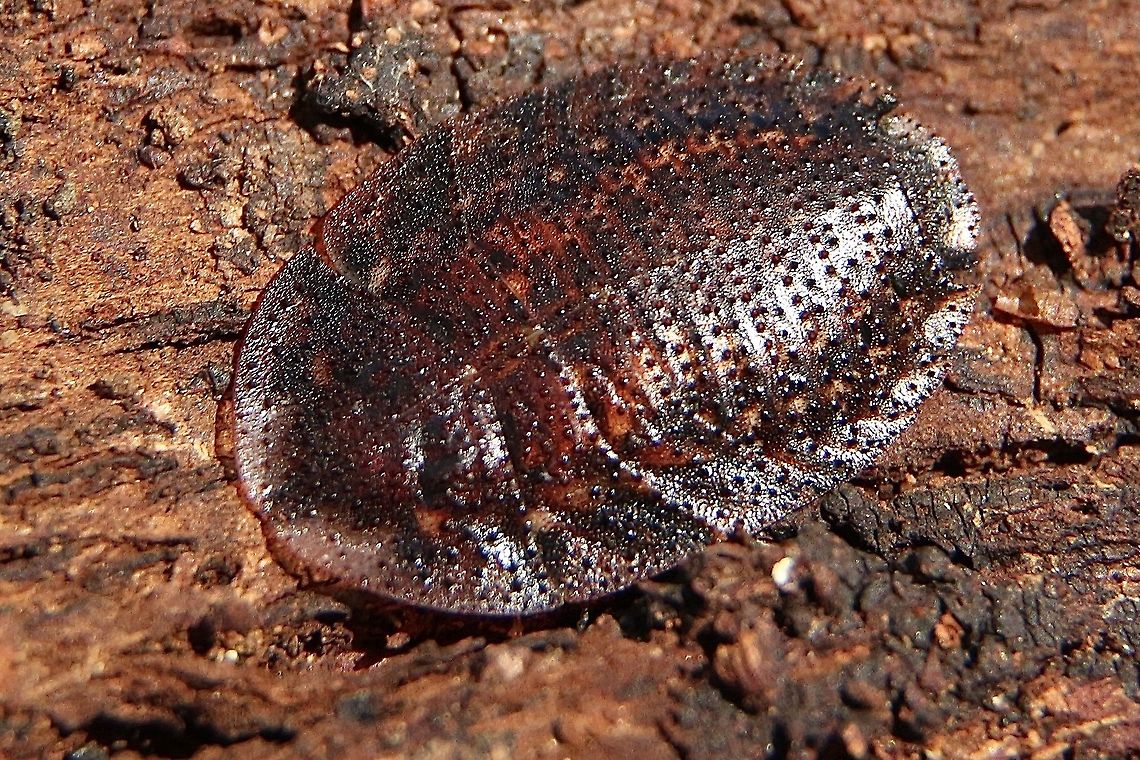 Sand roach ?  Subfamily Perisphaerinae Found under tree bark . Approximately 20 mm Australia,Eamw cockroaches,Fall,Geotagged