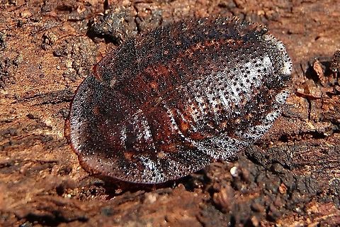 Sand roach ?  Subfamily Perisphaerinae Found under tree bark . Approximately 20 mm Australia,Eamw cockroaches,Fall,Geotagged