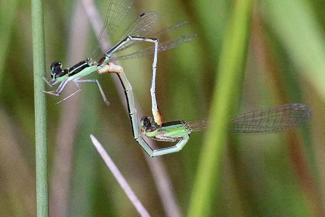Golden Dartlet - Ischnura aurora A pair copulating. Australia,Eamw dragonflies,Geotagged,Golden Dartlet,Ischnura aurora,Summer