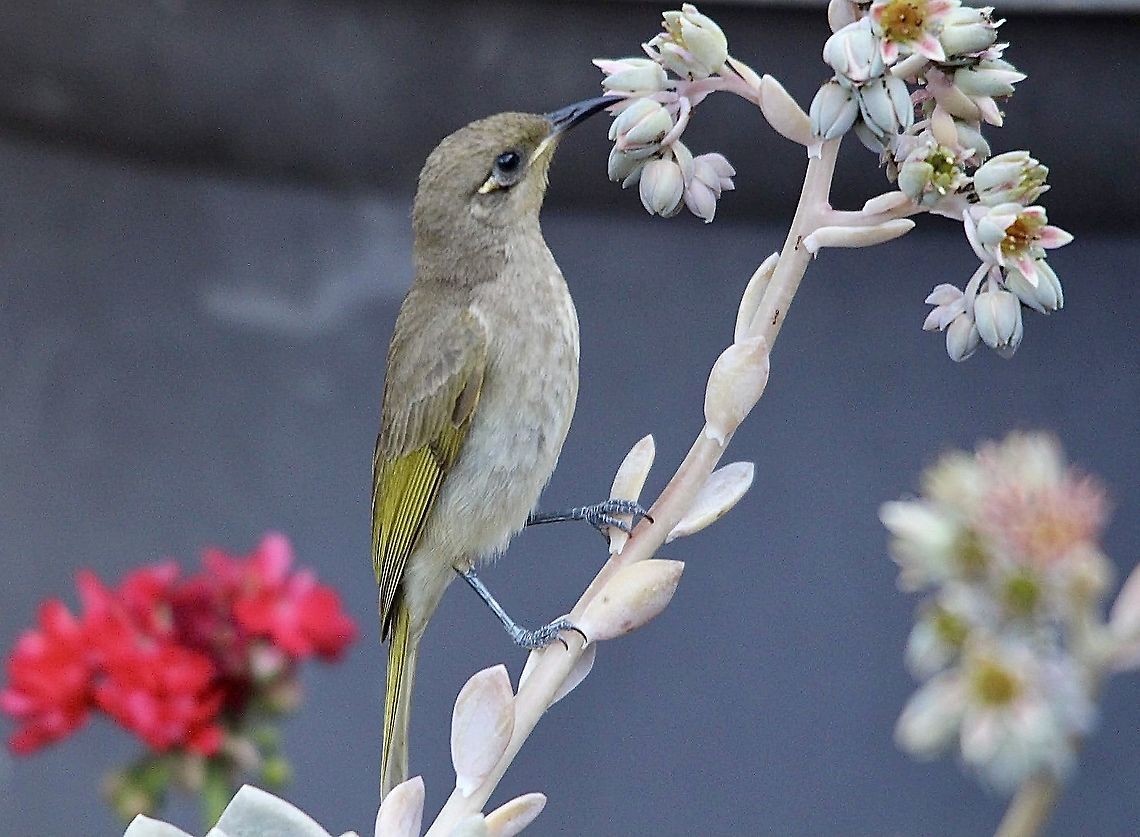 Brown Honeyeater - Lichmera indistincta Enjoying a feed of nectar. Australia,Brown Honeyeater,Eamw birds,Eamw honeyeaters,Geotagged,Lichmera indistincta,Mundoolun QLD,Winter