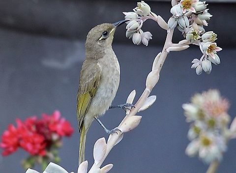 Brown Honeyeater - Lichmera indistincta Enjoying a feed of nectar. Australia,Brown Honeyeater,Eamw birds,Eamw honeyeaters,Geotagged,Lichmera indistincta,Mundoolun QLD,Winter