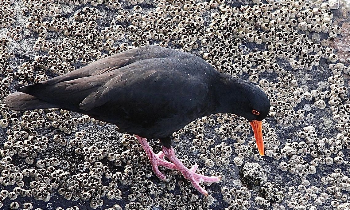 Sooty oystercatcher - Haematopus fuliginosus Feeding amongst barnacles at low tide Australia,Geotagged,Haematopus fuliginosus,Sooty oystercatcher,Winter,eamw birds