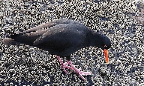 Sooty oystercatcher - Haematopus fuliginosus Feeding amongst barnacles at low tide Australia,Geotagged,Haematopus fuliginosus,Sooty oystercatcher,Winter,eamw birds