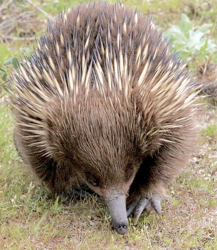 Short- beaked echidna - Tachyglossus aculeatus On it&lsquo;s Daily walkabout, maybe looking for ants. Eamw monotremes,Geotagged,Short-beaked echidna,Spring,Tachyglossus aculeatus