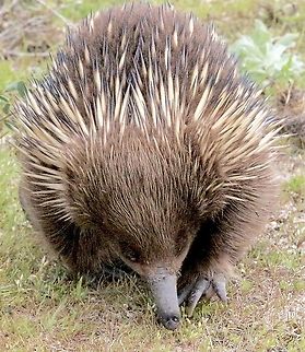 Short- beaked echidna - Tachyglossus aculeatus On it‘s Daily walkabout, maybe looking for ants. Eamw monotremes,Geotagged,Short-beaked echidna,Spring,Tachyglossus aculeatus