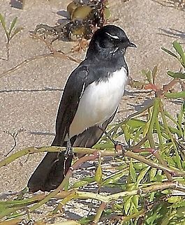 Willie Wagtail - Rhipidura leucophrys Whenever you meet this little bird it will follow you at a close distance ( 1.5 to 2 m) I am convinced it just looks for insects which fly up when disturbed by your walking. Australia,Eamw birds,Fall,Geotagged,Rhipidura leucophrys,Willie Wagtail