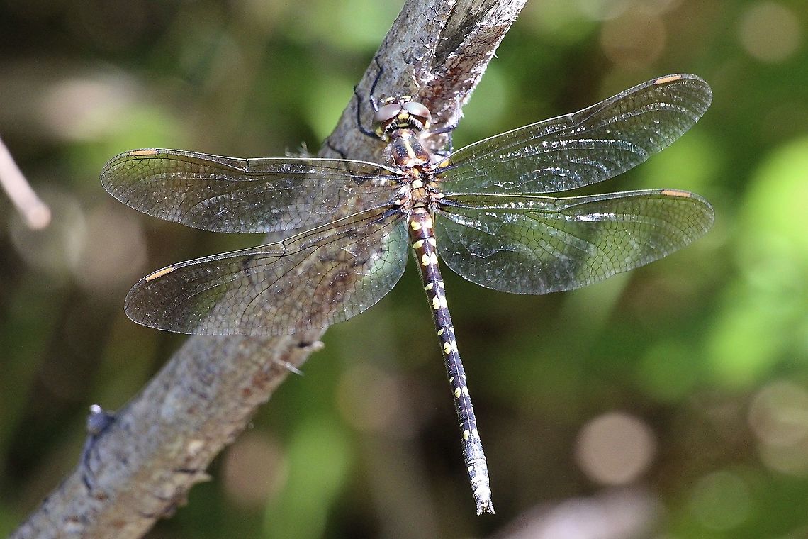 Swamp tigertail - Synthemis eustalacta  Australia,Eamw dragonflies,Geotagged,Spring,Swamp tigertail,Synthemis eustalacta