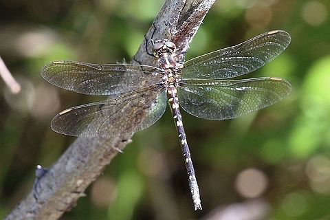 Swamp tigertail - Synthemis eustalacta  Australia,Eamw dragonflies,Geotagged,Spring,Swamp tigertail,Synthemis eustalacta