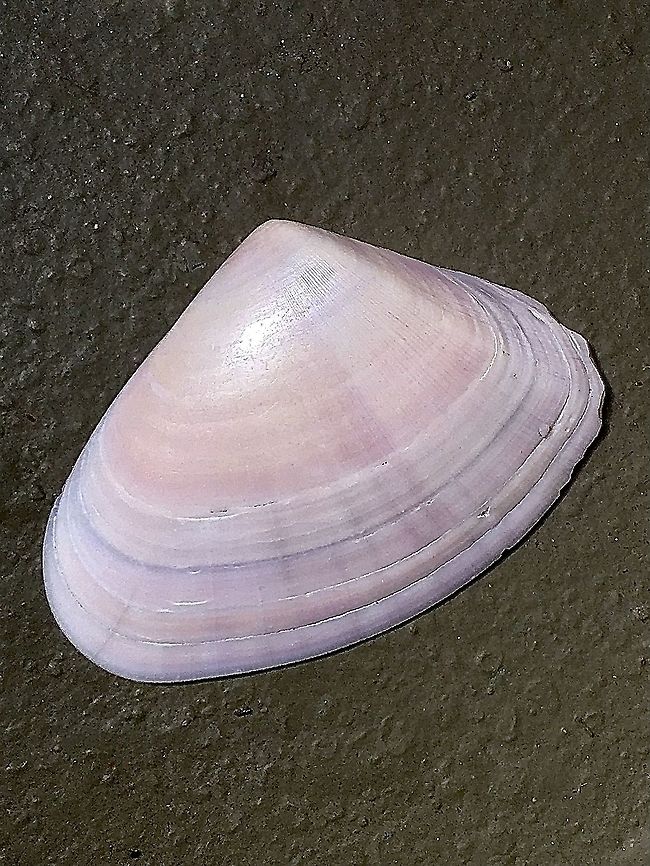 Common Pipi - Plebidonax deltoides  Australia,Common Pipi,Fall,Geotagged,Plebidonax deltoides,eamw marine invertebrates