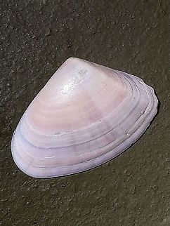 Common Pipi - Plebidonax deltoides  Australia,Common Pipi,Fall,Geotagged,Plebidonax deltoides,eamw marine invertebrates