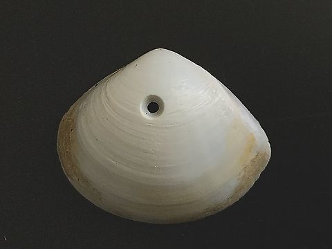 Clam species mostlikely in genus Katelysia 
In Australia We call them pipi shellfish , The name pipi comes from the Maori people of New Zealand.
Many of the shells I found had a hole in it which are made by moon snails who prey on the pipies in drilling a hole into the shell and then injecting a chemical which dissolves the mollusk ,enabling the moon snail to suck the liquified molusc out of its shell with a long protruding tongue. Australia,Geotagged,eamw marine invertebrates