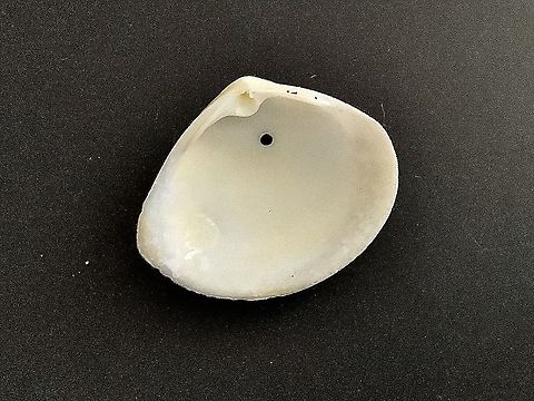 Clam species mostlikely in genus Katelysia   Plebidonax deltoides

In Australia We call them pipi shellfish , The name pipi comes from the Maori people of New Zealand.
Many of the shells I found had a hole in it which are made by moon snails who prey on the pipies in drilling a hole into the shell and then injecting a chemical which dissolves the mollusk ,enabling the moon snail to suck the liquified molusc out of its shell with a long protruding tongue.Ihad a previous upload of this clam with a hole in its shel but found out today that the name (Plebidonax deltoides ) was incorrect.  Australia,eamw marine invertebrates