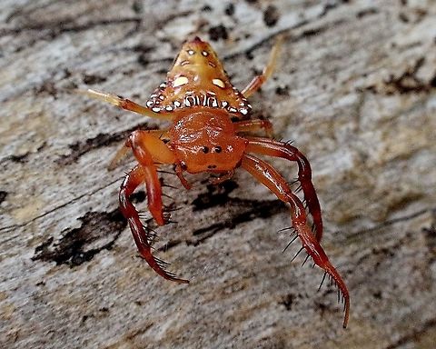 Triangular Spider - Arkys lancearius  Arkys lancearius,Australia,Eamw spiders,Geotagged,Spring,Triangular Spider