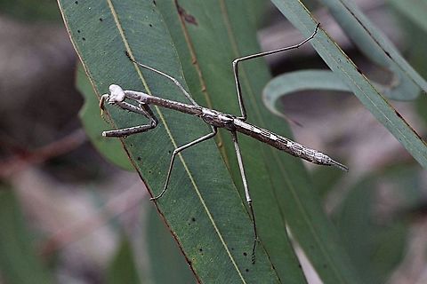Large brown mantis nymph - Archimantis latistyla  Archimantis latistyla,Australia,Eamw mantids,Geotagged,Large brown mantis,Spring