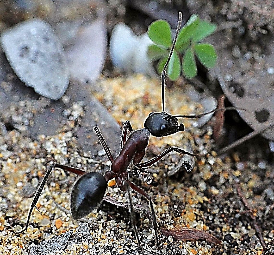 Carpenter Ant - Camponotus intrepidus  Australia,Camponotus intrepidus,Geotagged,Giant Sugar Ant,Winter,eamw ants