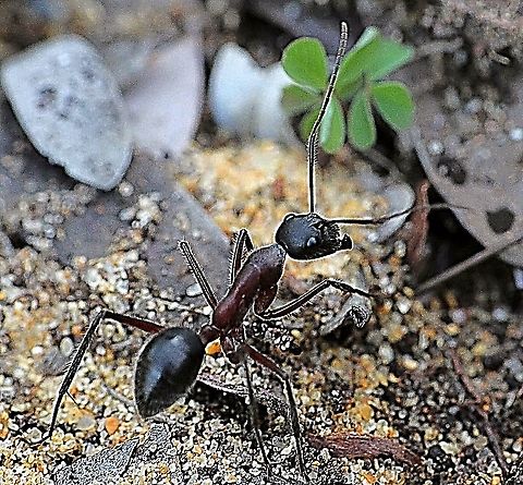 Carpenter Ant - Camponotus intrepidus  Australia,Camponotus intrepidus,Geotagged,Giant Sugar Ant,Winter,eamw ants