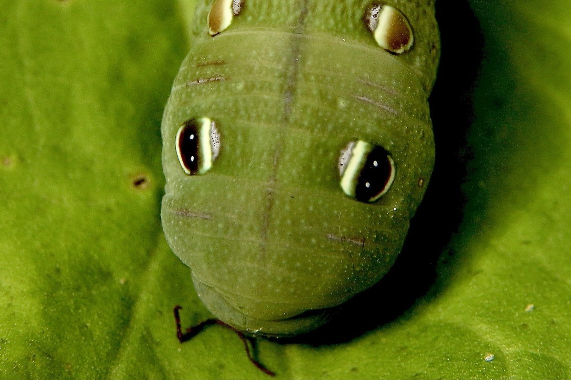 Vine hawk moth - Hippotion celerio Showing false eyes Australia,Eamw caterpillars,Eamw moth,Fall,Geotagged,Hippotion,Hippotion celerio,Silver-striped hawk-moth