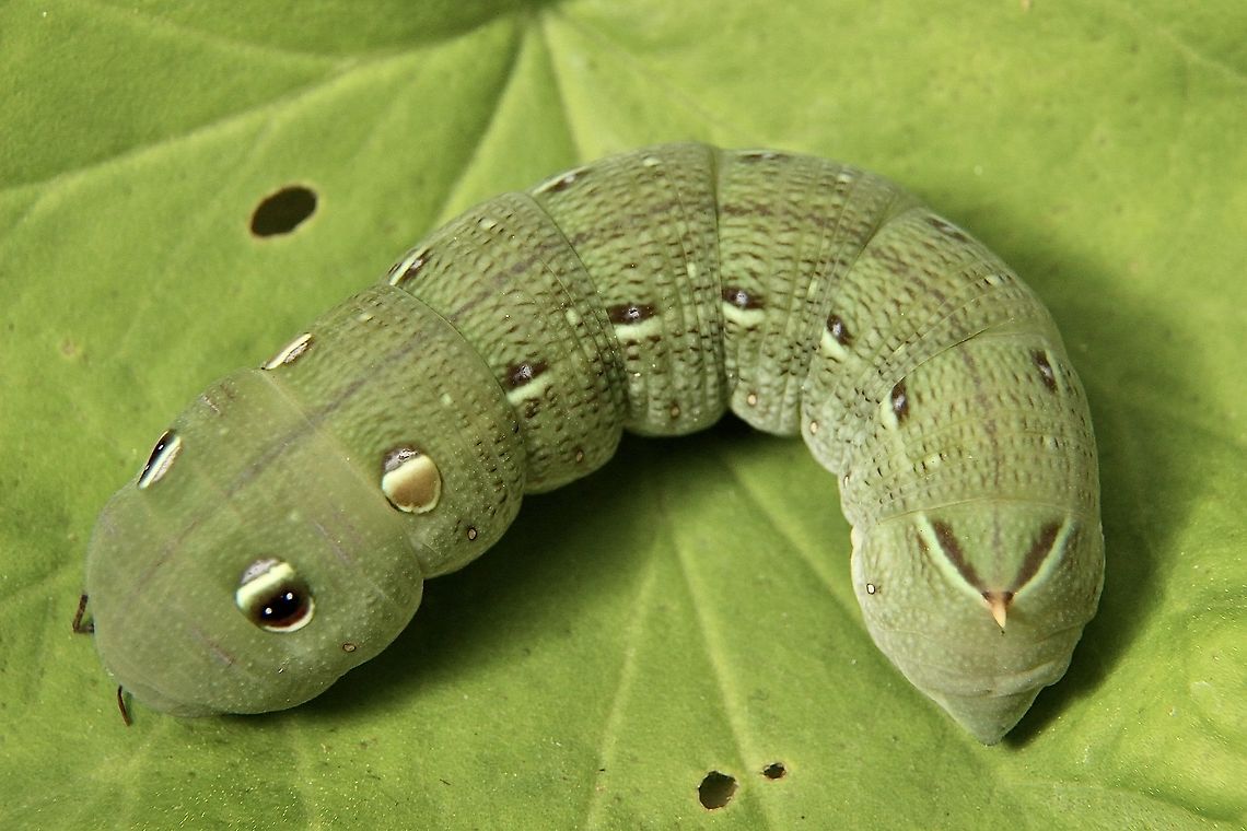 Vine hawk moth - Hippotion celerio  Australia,Eamw caterpillars,Eamw moth,Encounter Bay SA,Fall,Geotagged,Hippotion,Hippotion celerio,Silver-striped hawk-moth