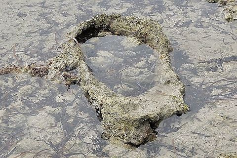 Rock or coral formations visible at low tide Possibly tubeworms structures. Australia,Eamw marine images,Geotagged,Summer