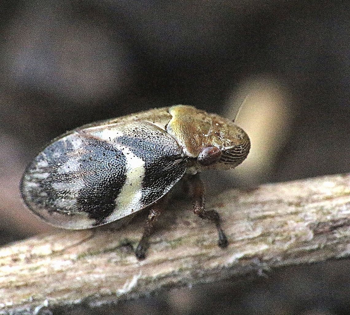 Spittle bug - Bathyllus albicinctus Living on eucalyptus trees. Australia,Bathyllus albicinctus,Eamw spittlebugs,Geotagged,Spring