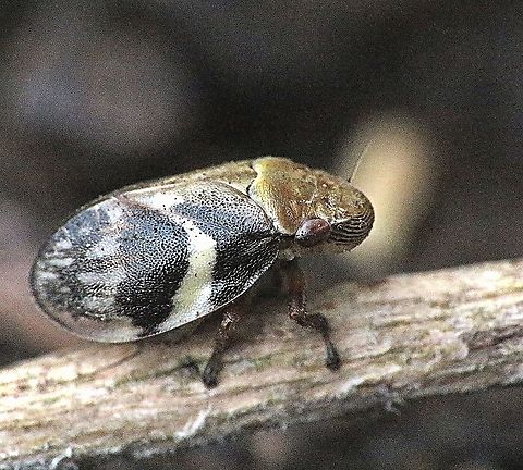 Spittle bug - Bathyllus albicinctus Living on eucalyptus trees. Australia,Bathyllus albicinctus,Eamw spittlebugs,Geotagged,Spring