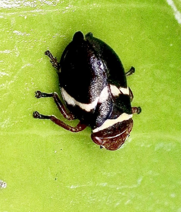 Spittle bug - Bathyllus Albi in TuS  Australia,Bathyllus albicinctus,Eamw spittlebugs,Geotagged,Spring