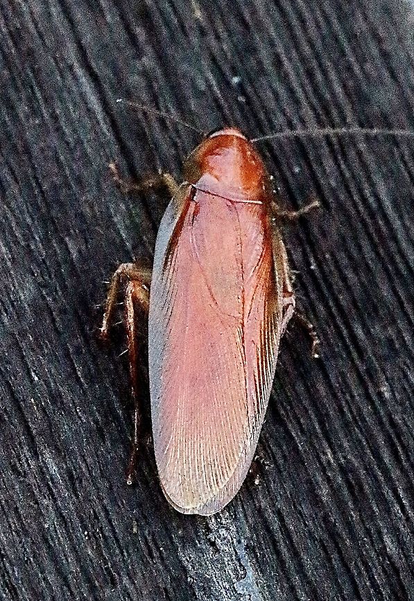 Wood roach , Family : Ectobiidae ?  Australia,Eamw cockroaches,Geotagged,Parcoblatta pensylvanica,Parcoblatta virginica,Pennsylvania wood cockroach,Spring,Virginia Wood Cockroach