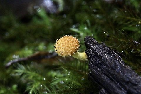Golden-scruffy collybia - Cyptotrama asprata Alwise like a little lantern in the shadows amongst trees. Growing on decaying timber. Australia,Cyptotrama asprata,Eamw fungi,Geotagged,Golden-scruffy collybia,Summer
