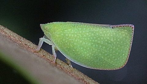 Torpedo bug - Genus Siphantha ?  Australia,Eamw planthoppers,Geotagged,Spring